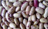 Light speckled kidney beans