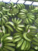 Fresh Green Cavendish Banana | Fresh fruit