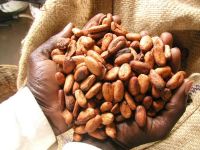 Cocoa powder, cocoa beans, arabica coffee beans, robusta coffee beans, 