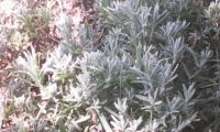 Lavender Plants ( Lavandula Spica), grades Hemos, Seftopolos, âDruzhbaâ, perennial cartilaginous plant.