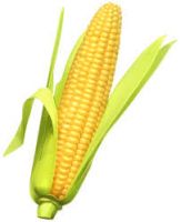 Yellow corn