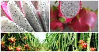 FRESH DRAGON FRUIT FROM VIETNAM COMPETITIVE PRICE