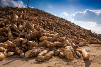 Dried Cassava Chips