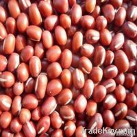 Small red adzuki beans