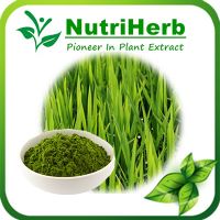 Organic Green Barley Grass Powder/Barley Grass Juice Powder/ Barley Grass Extract