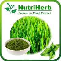 Pure Wheat Grass Powder/Wheat Grass Extract Powder/ Wheat grass Juice Powder