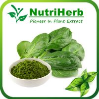 Dehydrated Spinach Powder/Spinach Straight powder/Spinach Juice Powder