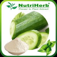 Cucumber Fruit Powder/Cucumber Extract Powder/Dried Cucumber Powder/Dehydrated Cucumber powder