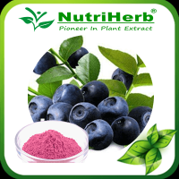 Acai berry Powder/Acai Berry Fruit Juice Powder/Acai Berry Juice Concentrate/Acai Berry Extract