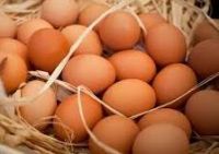 Quality Fresh Chicken Brown & White Table Eggs & Fertilized Hatching Eggs, White and Brown Eggs