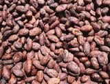 quality cocoa beans for sale