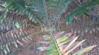 Wood's Cycad