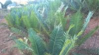 Wood's Cycad