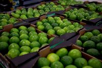 Lemons, oranges, pear, lime, avocado, mango. We are Suppliers of Fresh fruits and vegetables 