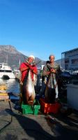 Yellowfin tuna for export