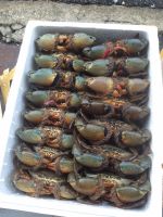 Live Mud crabs