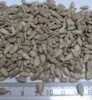 Sunflower Seeds/Sunflower Seeds Kernel Avialable!! 