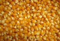 White and Yellow Corn (Human Consumption &amp; Animal Feed)