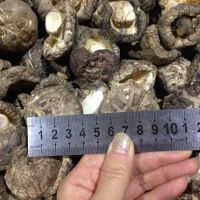 https://jp.tradekey.com/product_view/4-5cm-Dried-Tea-Flower-Mushroom-Shiitake-Whole-In-Bulk-8597188.html