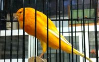 Lancashire Canary,Gloster Canary,Spanish Timbrado,Fife Canary birds,Yorkshire canary