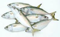 INDIAN MACKEREL WHOLE ROUND