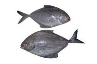 BLACK POMFRET WHOLE WORD