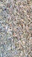 Fennel seed