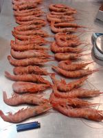 Red Shrimp (pleoticus muelleri)