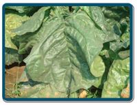 unmanufactured tobacco leaves, tobacco,  beedi tobacco, chewing tobacco