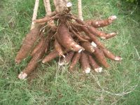 Cassava (Manihot esculenta) Roots