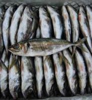 frozen Horse Mackerel