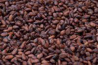 Best Cocoa Beans For Sale And Export