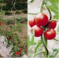 Shuxin Galvanized Tomato Spiral Wire