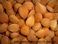 Apricot Kernel 