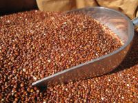 Red Quinoa Grain - 40Kg Bulk