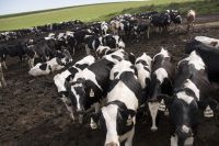 Cows Large in stock and Healthy