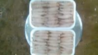 Frozen anchovy fish