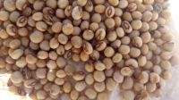 pigeon peas