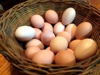 fresh table farm eggs