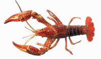 crayfish (shrimps)