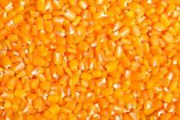 Sell - Yellow corn