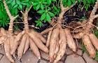 Cassava