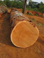 quality bubinga round logs and sawn woods for sell