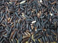 Black Rice