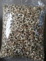 MORINGA OLEIFERA / MORINGA SEEDS / KACANG KELOR