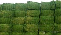 Buy Grade A Lucerne/Alfalfa Hay ,Teff bales,Eragrostis Hay,Animal feeds