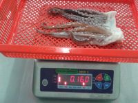 FROZEN GIANT SQUID TENTACLES 0-1Kg