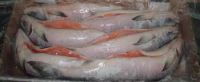 Frozen Chum Salmon Fillet,TRIM C,COLOR 13+,SKINON or SKINLESS,BONELESS