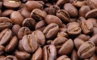 High Quality Organic Robusta Coffee Beans
