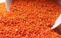 Best Quality Green Lentils | Red Lentils | Brown Lentils